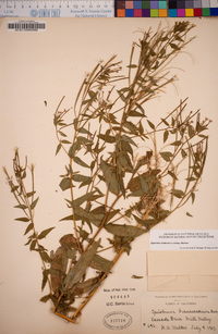 Epilobium ciliatum image