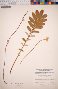 Potentilla anserina image