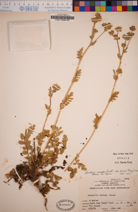 Horkelia cuneata image