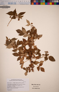 Rubus idaeus subsp. strigosus image