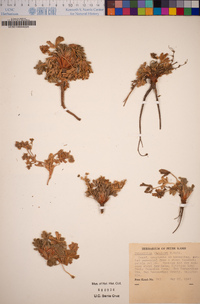 Potentilla wheeleri image