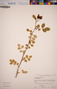 Rosa spithamea image