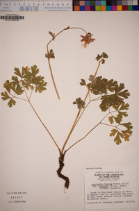 Aquilegia formosa image