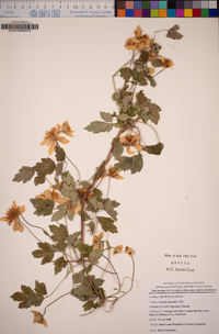 Clematis lasiantha image