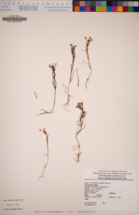 Triphysaria eriantha image