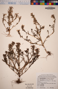 Triphysaria versicolor subsp. versicolor image