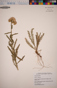 Achillea millefolium image