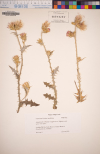 Carduus tenuiflorus image