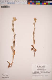 Carduus tenuiflorus image