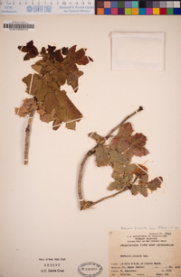 Berberis pinnata image