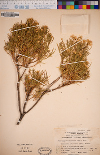 Ericameria arborescens image