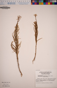 Ericameria arborescens image