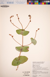 Lonicera hispidula image