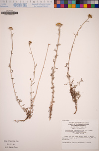 Eriophyllum confertiflorum image