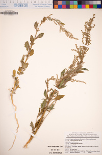 Chenopodium album image