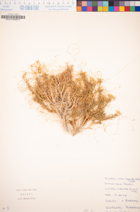 Cuscuta denticulata image