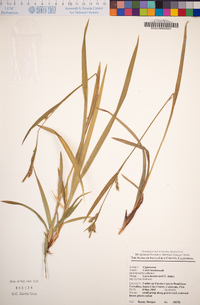 Carex hendersonii image