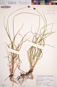 Carex harfordii image