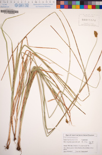 Carex harfordii image