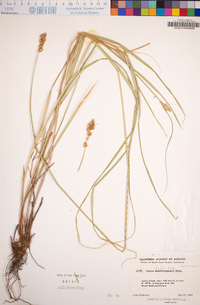 Carex harfordii image