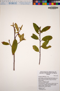 Frangula californica image