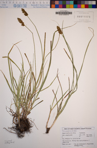 Carex praegracilis image