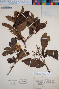 Sambucus racemosa image