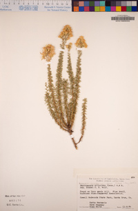 Ericameria ericoides image