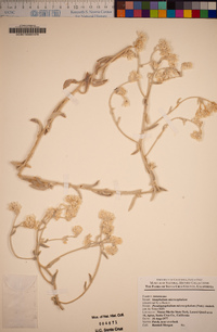 Pseudognaphalium microcephalum image