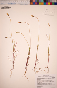 Stebbinsoseris decipiens image