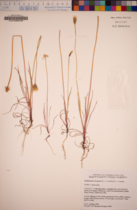 Stebbinsoseris decipiens image