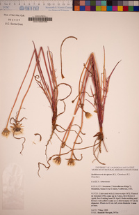 Stebbinsoseris decipiens image