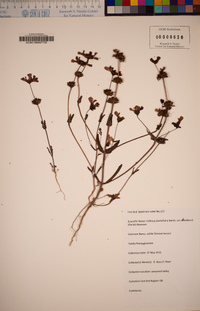 Collinsia bartsiifolia var. davidsonii image