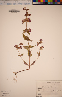 Collinsia heterophylla image