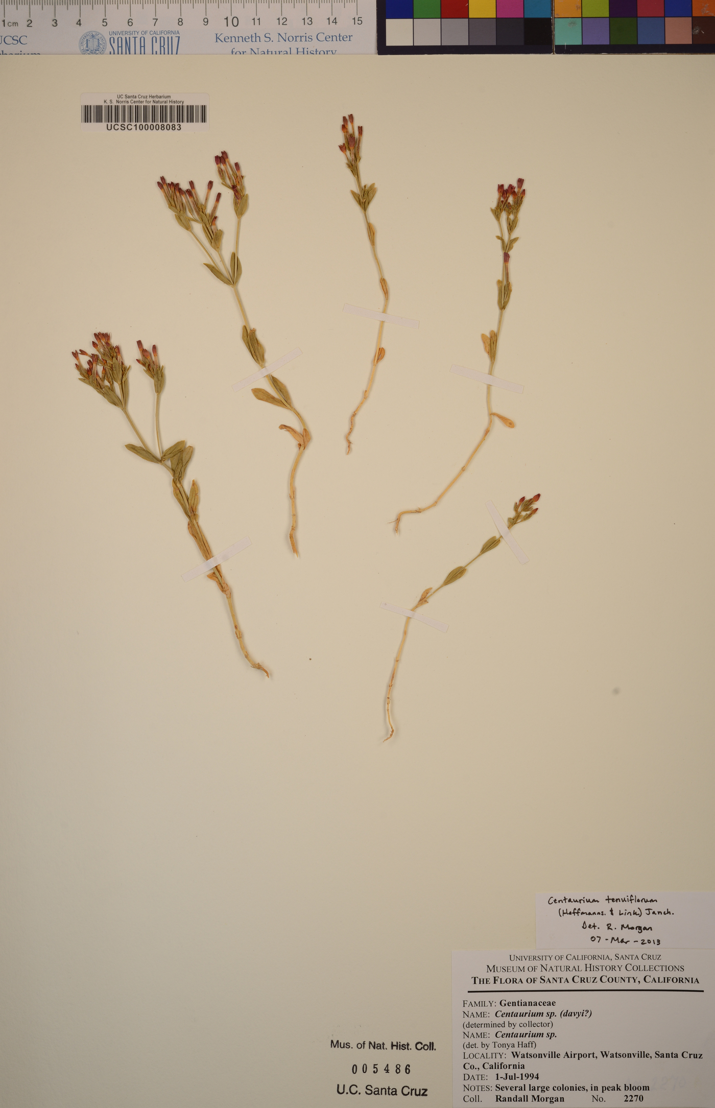 Centaurium tenuiflorum image