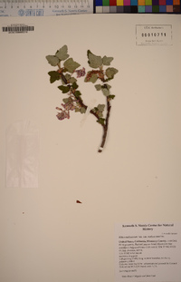 Ribes malvaceum image