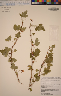 Ribes menziesii image