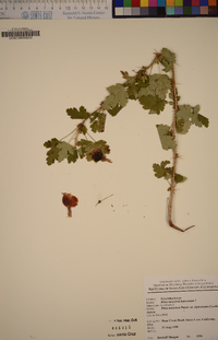 Ribes menziesii image