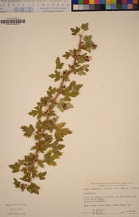 Ribes menziesii image