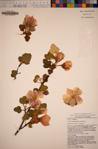 Fremontodendron californicum image