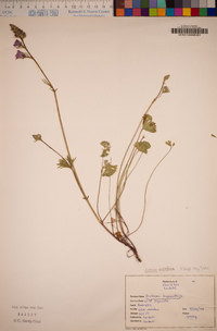 Sidalcea malviflora image