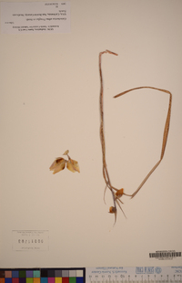 Calochortus albus image