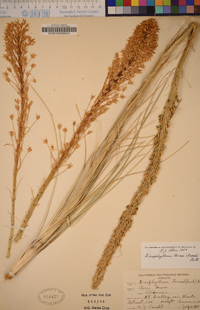 Xerophyllum tenax image