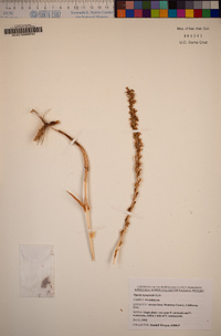 Piperia leptopetala image