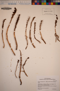 Piperia unalascensis image