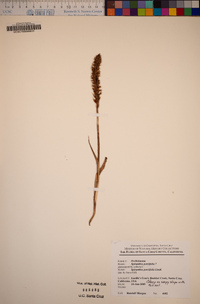 Spiranthes porrifolia image