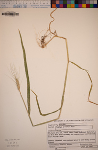 Aegilops cylindrica image