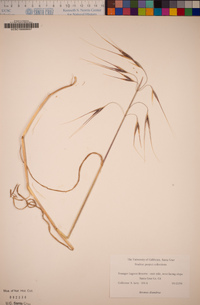 Bromus diandrus image