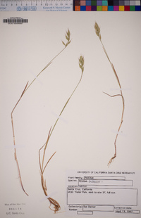 Bromus hordeaceus image