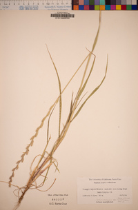 Festuca perennis image